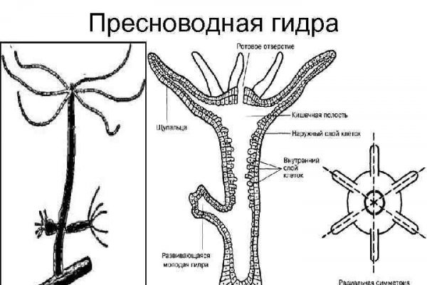 Кракен бошки